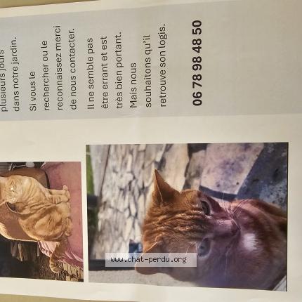 Photo 1/1 Found cat Found in Serbonnes