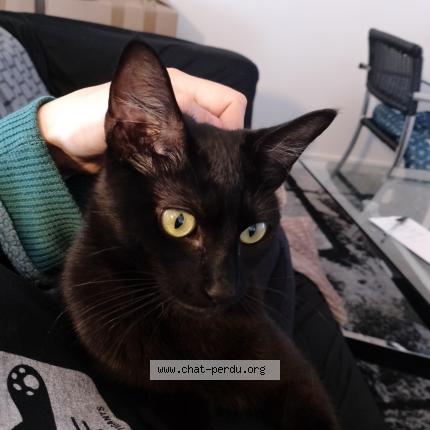 Photo 1/1 Hera Chat lost in Plerin