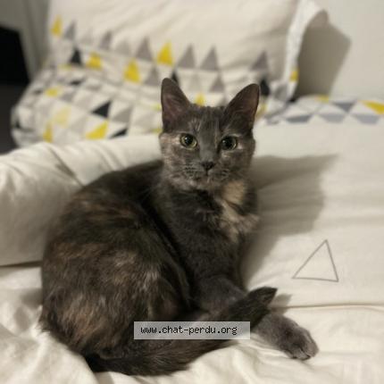 Photo 1/1 Orane Chat lost in Villeneuve sur lot