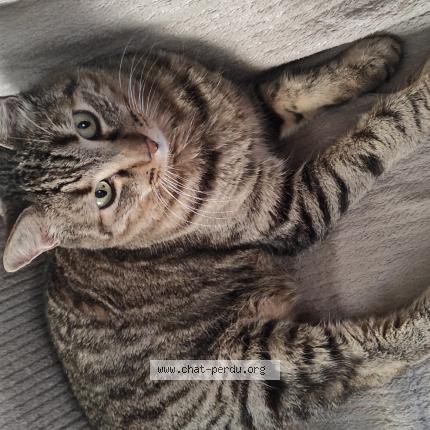 Photo 1/1 Galil&eacute;e Chat lost in Fuveau