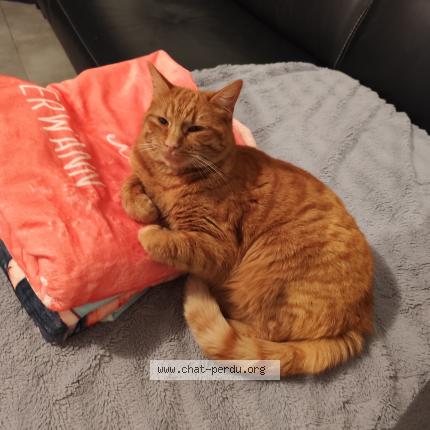 Photo 1/1 Nala Chat lost in Savigneux