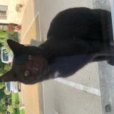 Picture of cat found at Usseau