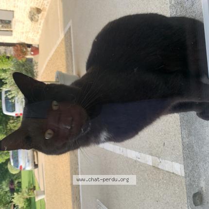 Photo 1/1 Cat reunited Found in Usseau