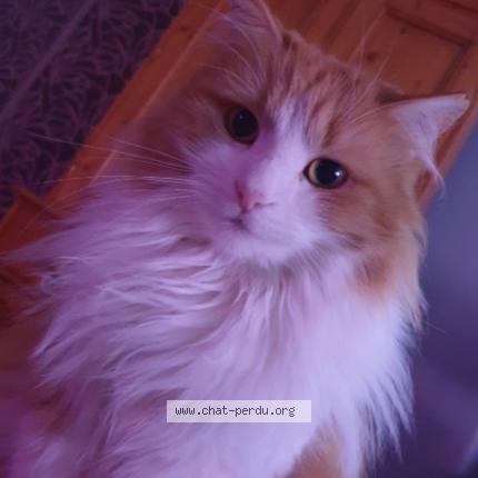 Photo 1/1 Zabou Chat lost in La ravoire