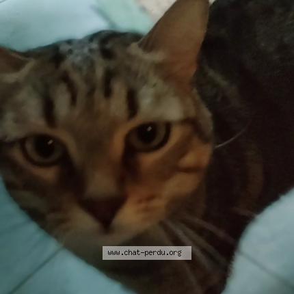 Photo 1/1 Beubeule Chat lost in Vallauris