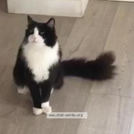 Photo 1/1 GASTON Chat lost in Avignon