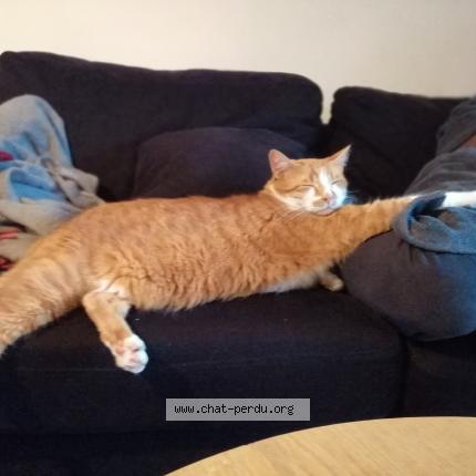 Photo 1/1 Sam Chat lost in Vern sur seiche