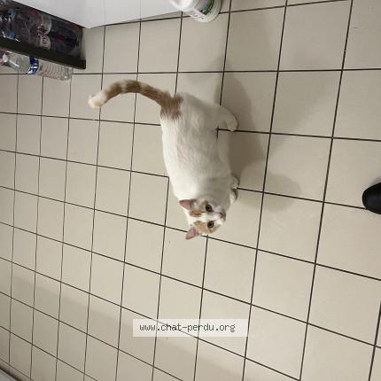 Photo 1/1 Titi Chat lost in Seigy france