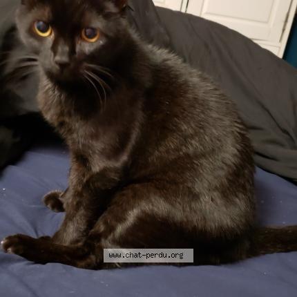 Photo 1/1 Noiro Chat lost in Saint etienne de fontbellon 07