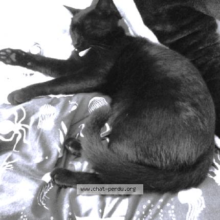 Photo 1/1 Choups Chat lost in Bordeaux