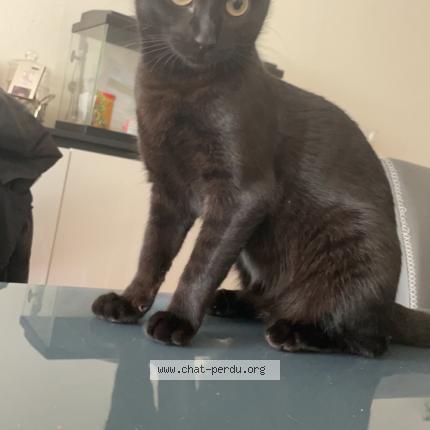 Photo 1/1 Vicky Chat lost in Athis mons