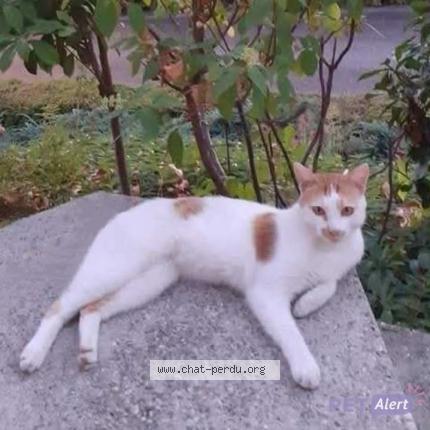 Photo 1/1 Céleste Chat lost in Ugine