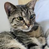 Picture of cat lost at La Tremblade