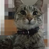 Picture of cat found at Los Angeles