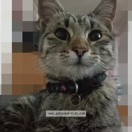 Photo 1/1 Found cat Found in Los angeles