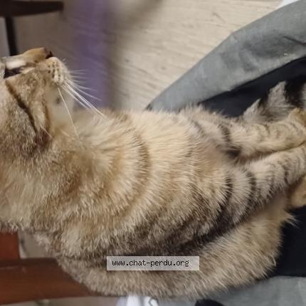 Photo 1/1 Venus Chat lost in La demie