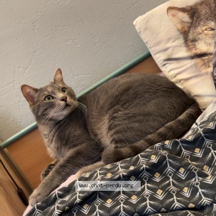 Photo 1/1 BOO Chat lost in Gond pontouvre