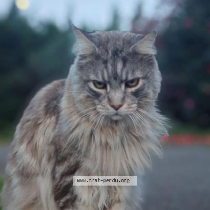 Photo 1/1 Kiwi Chat lost in Arcangues