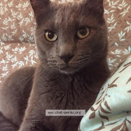 Photo 1/1 Tovka Chat lost in Marseille