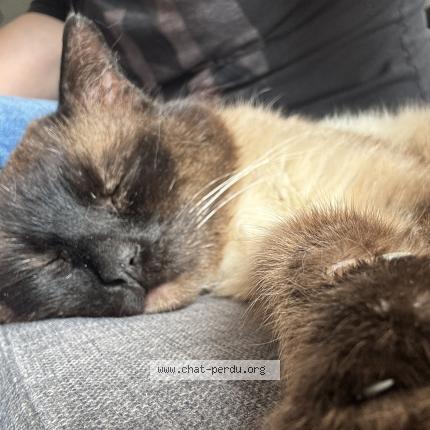 Photo 1/1 Pacha Chat lost in Wambrechies