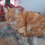 Picture of cat lost at Servon Sur Vilaine