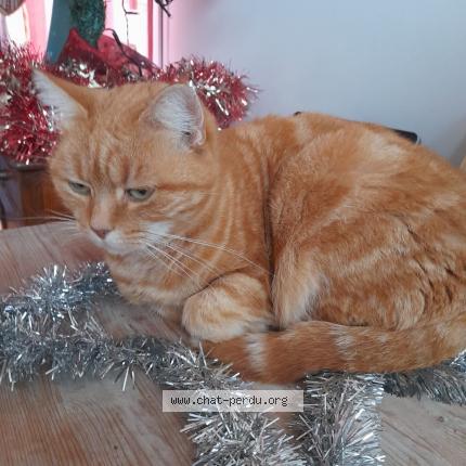 Photo 1/1 SYLVIE DESHAYES Chat lost in Servon sur vilaine