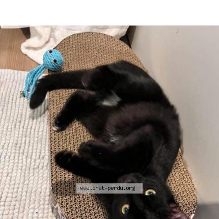 Photo 1/1 Flocon Chat lost in Sottevast