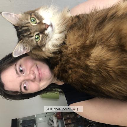 Photo 1/1 Kalyfa Chat lost in Torcy