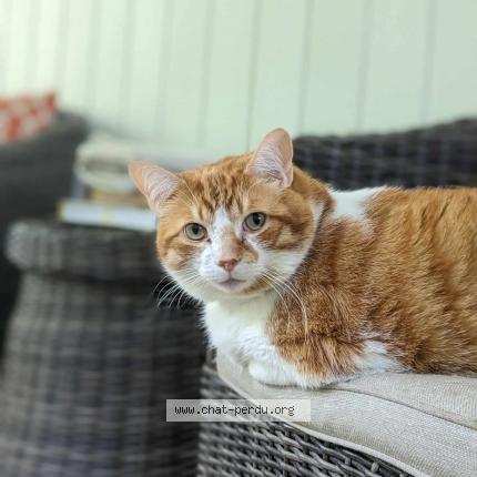 Photo 1/1 Rusty Chat lost in Gatineau