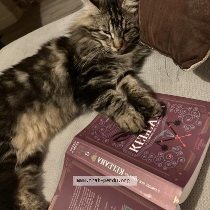 Photo 1/1 Gandhi Chat lost in Jarcieu