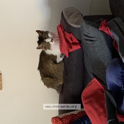 Photo 1/1 Found cat Found in Geispolsheim