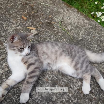 Photo 1/1 Touti Chat lost in Rennes