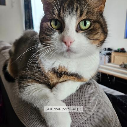 Photo 1/1 Paillette Chat lost in Ballan mire