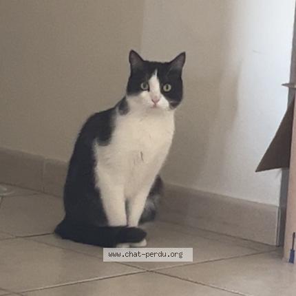 Photo 1/1 Tito Chat lost in Etoile sur rhone