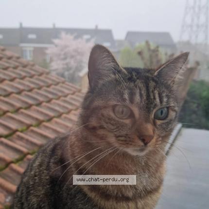 Photo 1/1 Yassou Chat lost in Morlanwelz