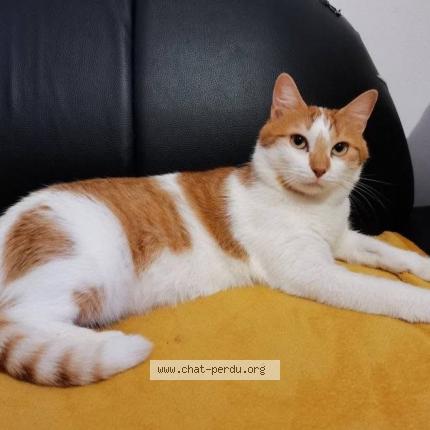 Photo 1/1 T&auml;o Chat lost in Houdain