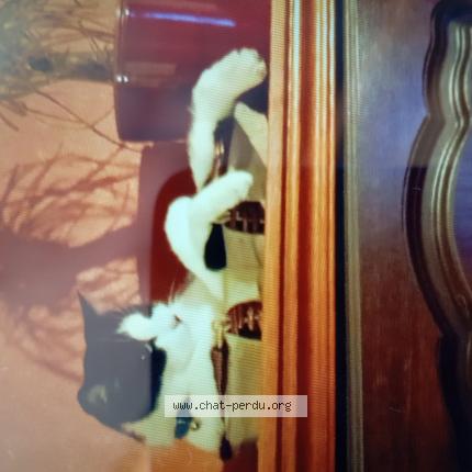 Photo 1/1 Sherlock Chat lost in Fort moville