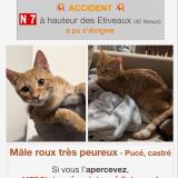 Picture of cat lost at Neaux