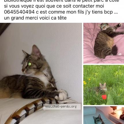 Photo 1/1 Lemon Chat lost in Courcelle chaussy