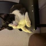 Picture of cat found at Perpignan