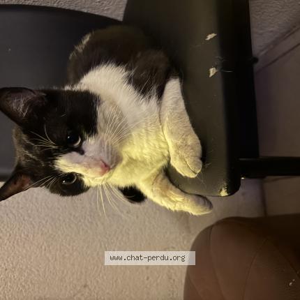 Photo 1/1 Found cat Found in Perpignan