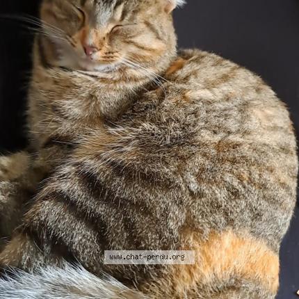 Photo 1/1 Imulle Chat lost in Val d erdre auxence