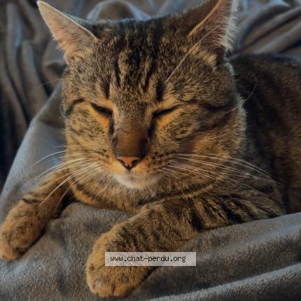 Photo 1/1 Haru Chat lost in Marquette lez lille