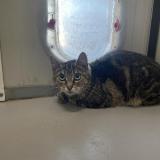 Picture of cat found at Halluin