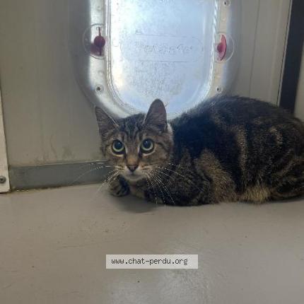 Photo 1/1 Found cat Found in Halluin