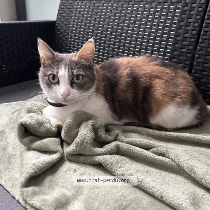 Photo 1/1 Chanel Chat lost in Bayonne