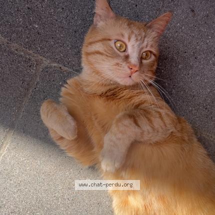 Photo 1/1 Mickey Chat lost in Mouscron