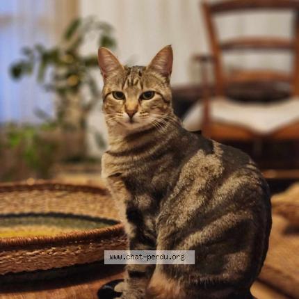 Photo 1/1 Zo&eacute; Chat lost in Entraigues sur la sorgue