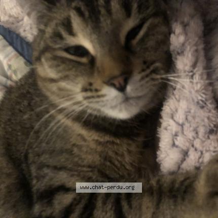 Photo 1/1 Sylphie Chat lost in Saint germain sous cailly