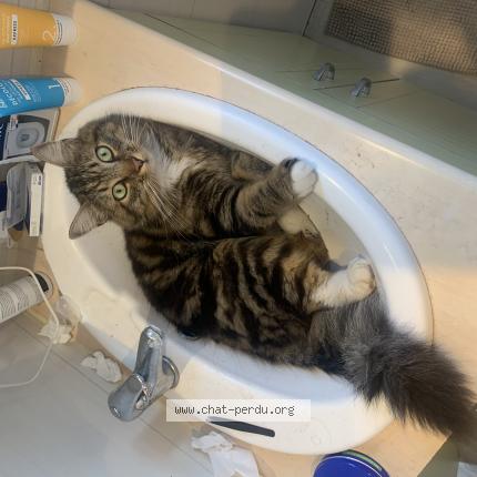 Foto einer verlorenen Katze in Crans
